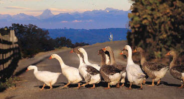 Gascony